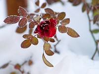 Winter Rose 5
